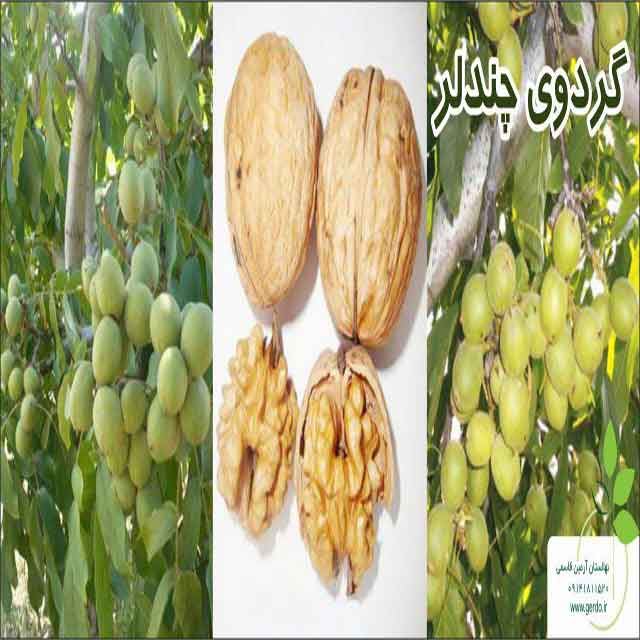 نهال گردو چندلر پیوندی