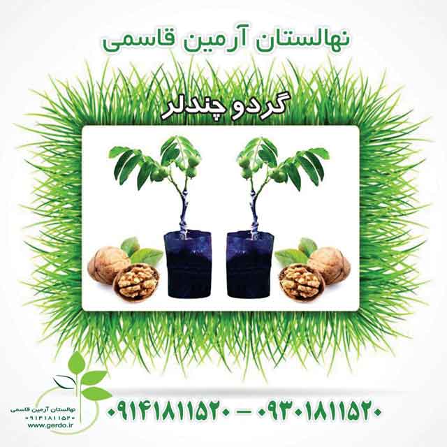 نهال گردو چندلر پیوندی