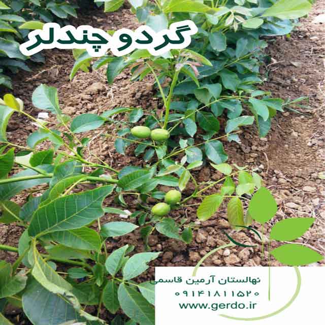 نهال گردو چندلر پیوندی