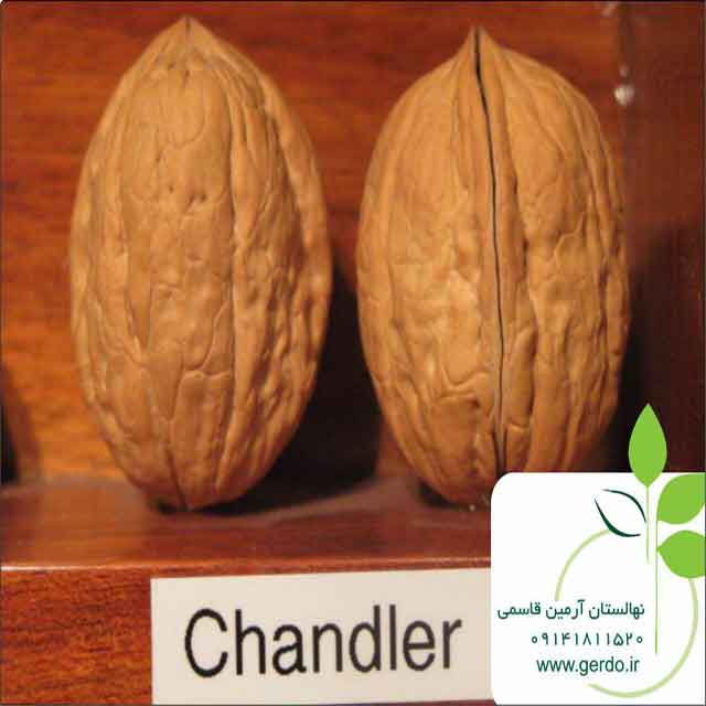 نهال گردو چندلر پیوندی