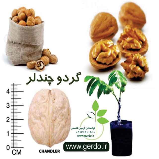 نهال گردو چندلر پیوندی