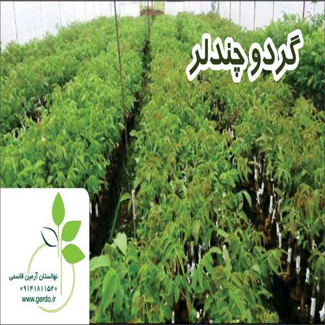 نهال گردو چندلر پیوندی