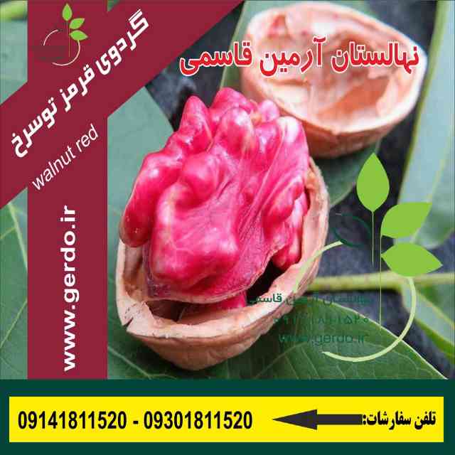 نهال گردو پاریزین