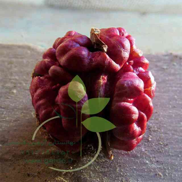 نهال گردو پاریزین