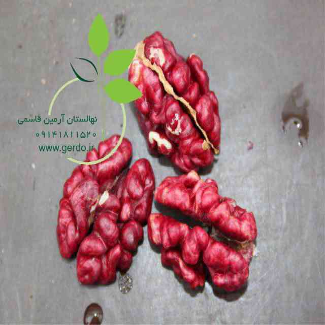 نهال گردو پاریزین