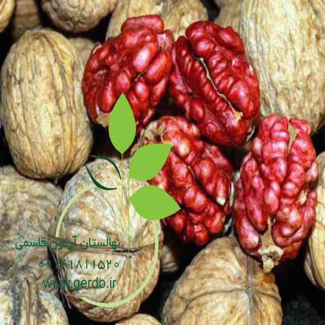 نهال گردو پاریزین