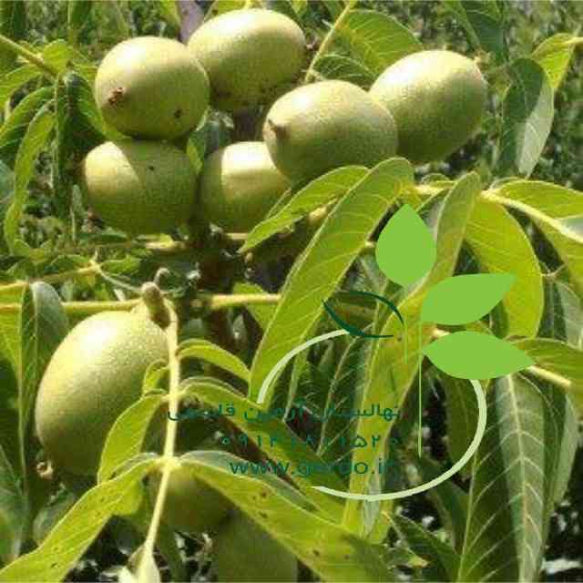 نهال گردو سجنو