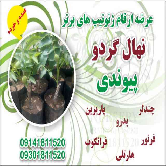 نهال گردو سجنو