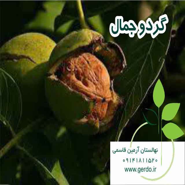 بذر گردو خوشه ای