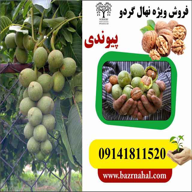 بذر گردو خوشه ای