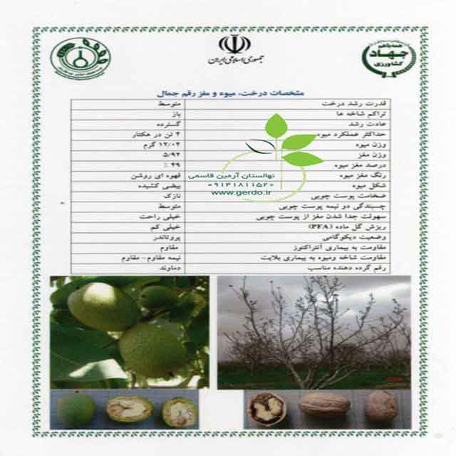 بذر گردو خوشه ای