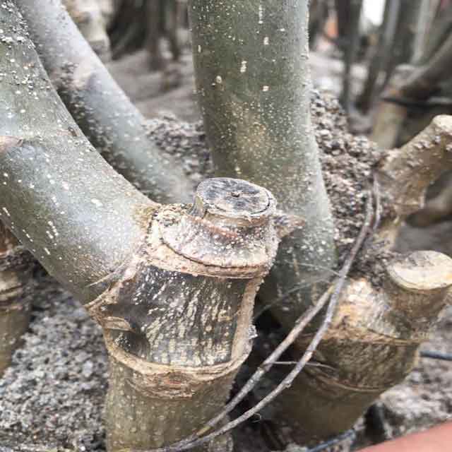 بذر گردو خوشه ای