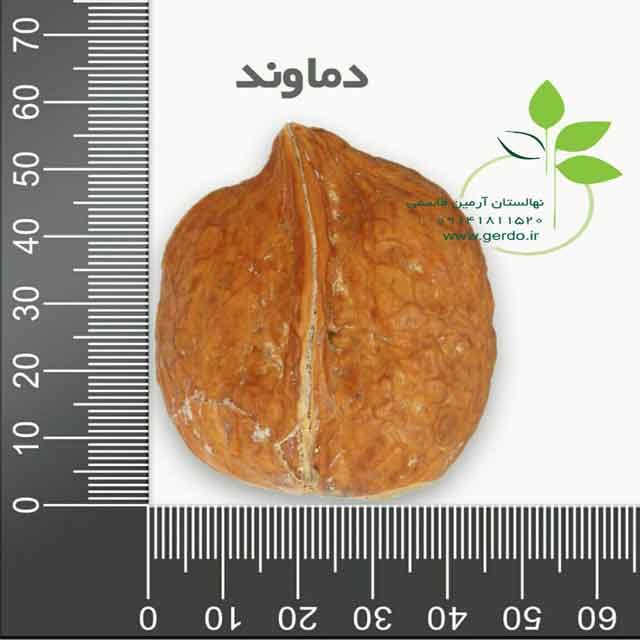 نهال گردو ضیاء آباد قود آقوز
