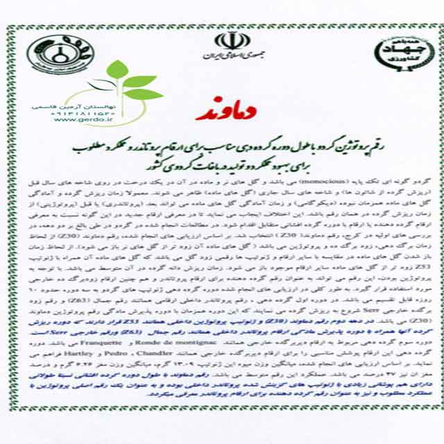 نهال گردو ضیاء آباد قود آقوز