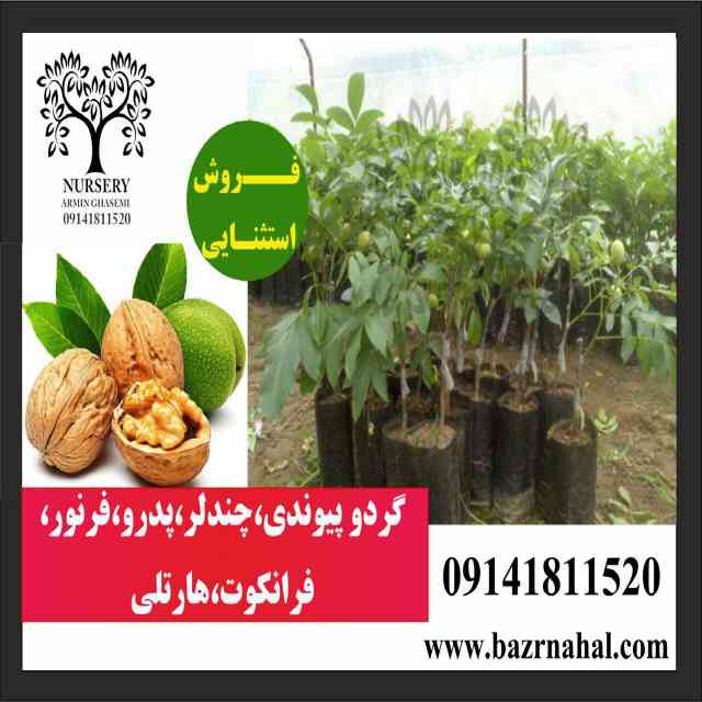 نهال گردو پکان آمریکایی