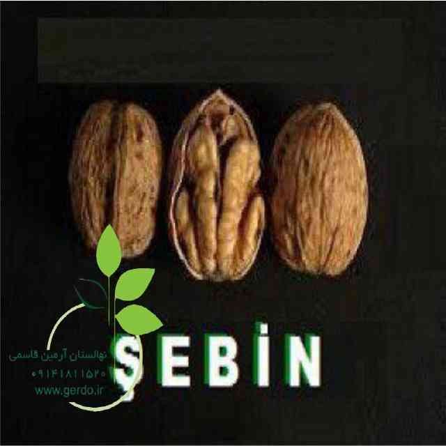نهال گردو پکان آمریکایی