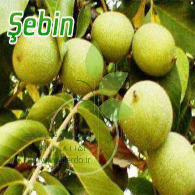 نهال گردو پکان آمریکایی