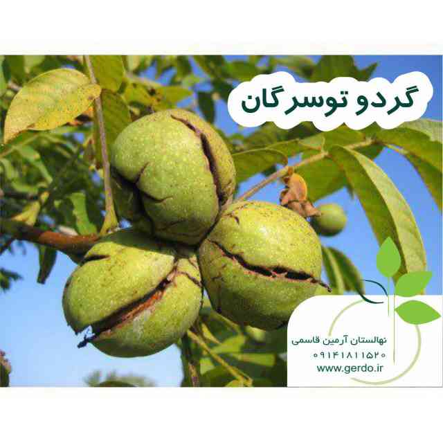 نهال گردو تویسرکان