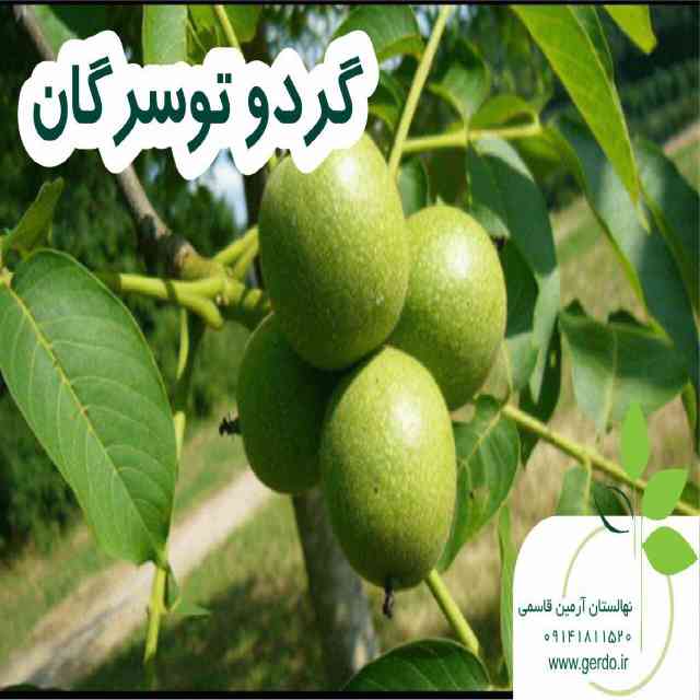 نهال گردو تویسرکان