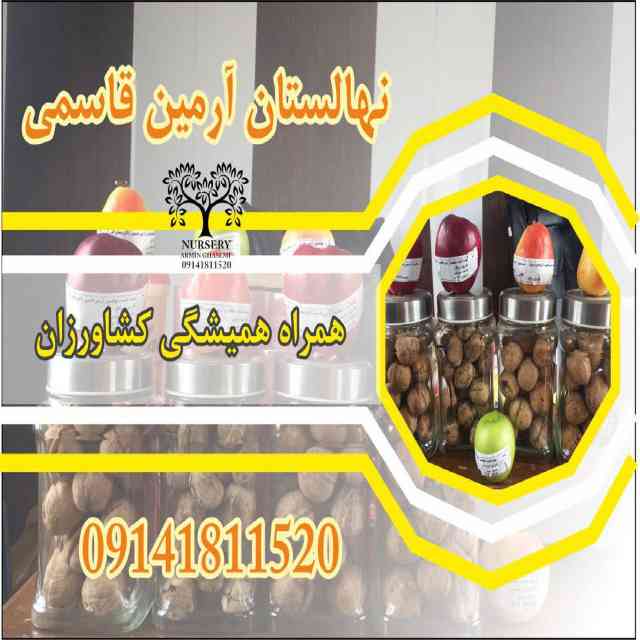 نهال گردو تویسرکان
