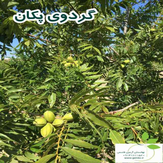 نهال گردو شبین