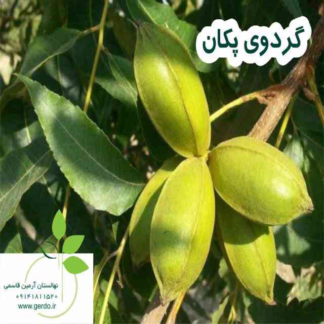 نهال گردو شبین