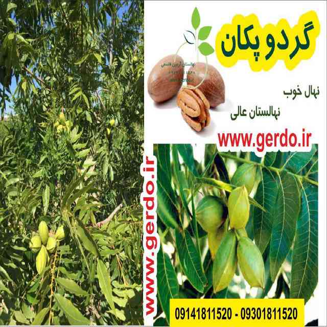 نهال گردو شبین