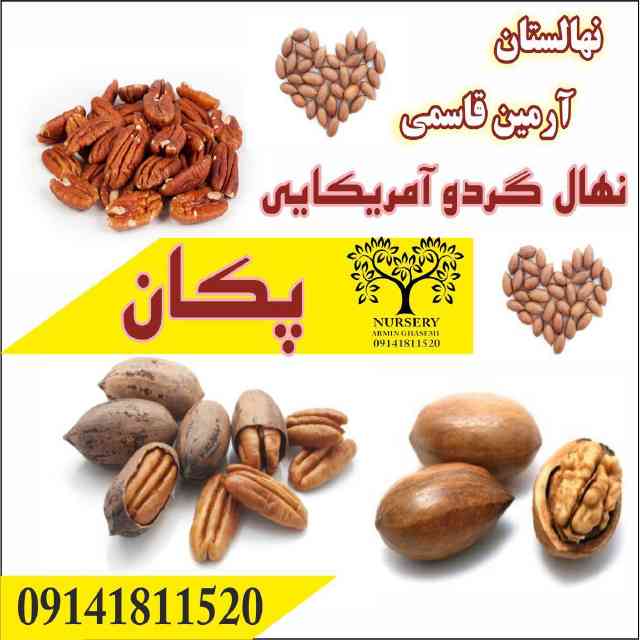 نهال گردو شبین