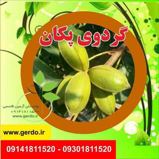نهال گردو شبین