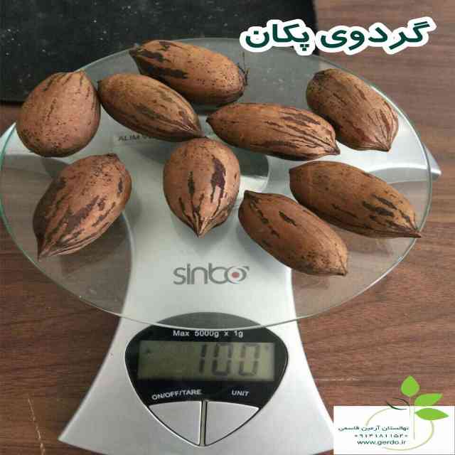 نهال گردو شبین