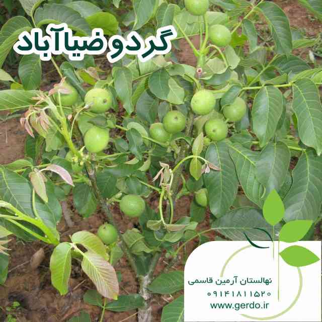 نهال گردو دماوند