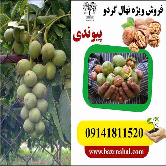 نهال گردو دماوند