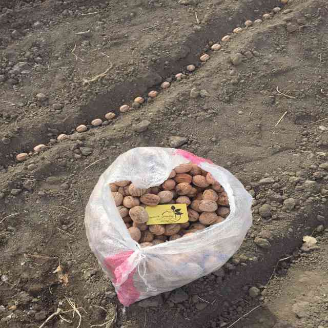 نهال گردو رقم جمال