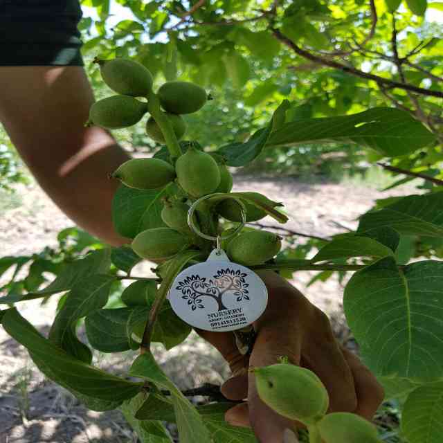 نهال گردو رقم جمال
