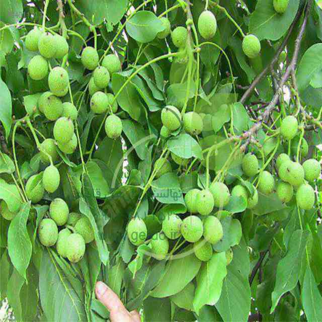 نهال گردو سانلند پیوندی