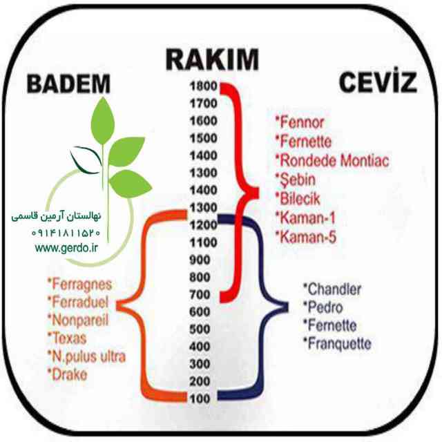 نهال گردو سانلند پیوندی