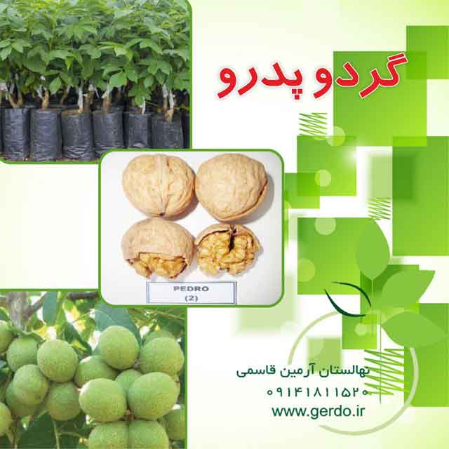 نهال گردو اسرائیلی تخم مرغی ژنوتیپ برتر
