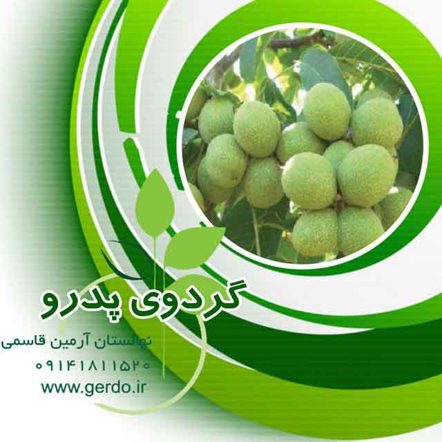 نهال گردو اسرائیلی تخم مرغی ژنوتیپ برتر
