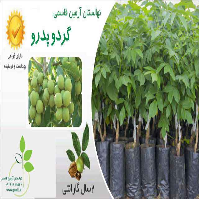 نهال گردو اسرائیلی تخم مرغی ژنوتیپ برتر
