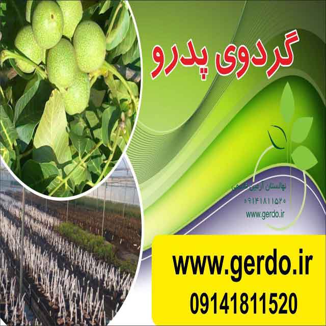 نهال گردو اسرائیلی تخم مرغی ژنوتیپ برتر
