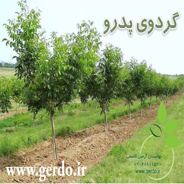 نهال گردو اسرائیلی تخم مرغی ژنوتیپ برتر