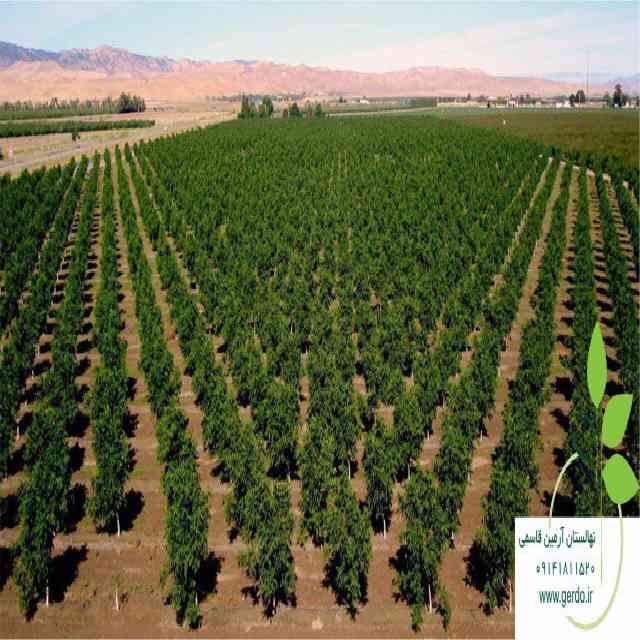 نهال گردو تو سرخ پیوندی