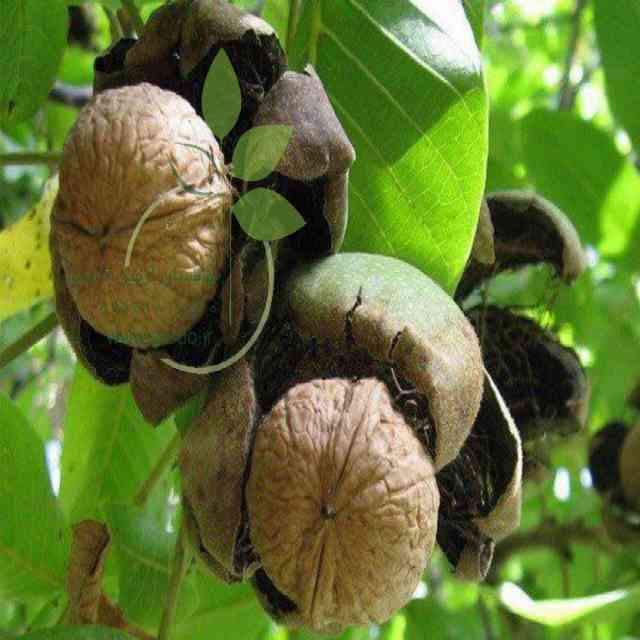 نهال گردو تو سرخ پیوندی
