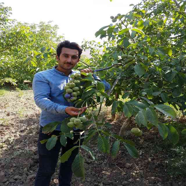 نهال گردو هارتلی پیوندی