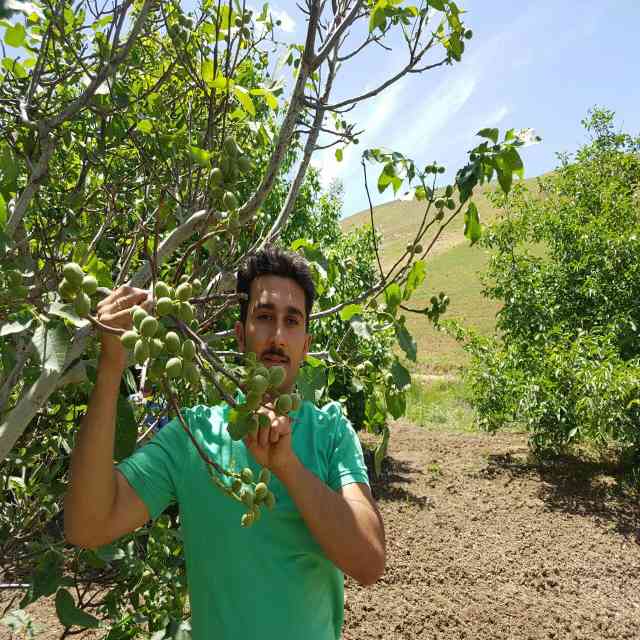 نهال گردو هارتلی پیوندی
