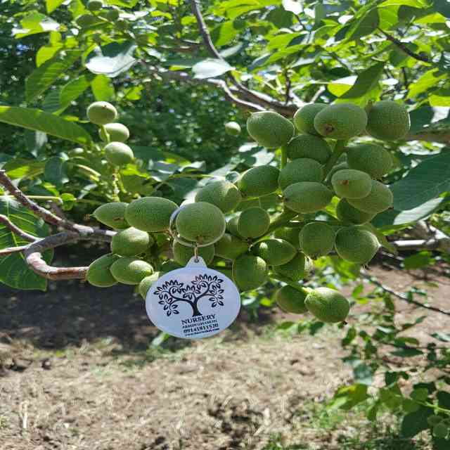 نهال گردو هارتلی پیوندی