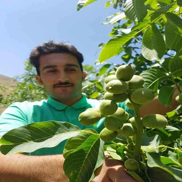 نهال گردو هارتلی پیوندی