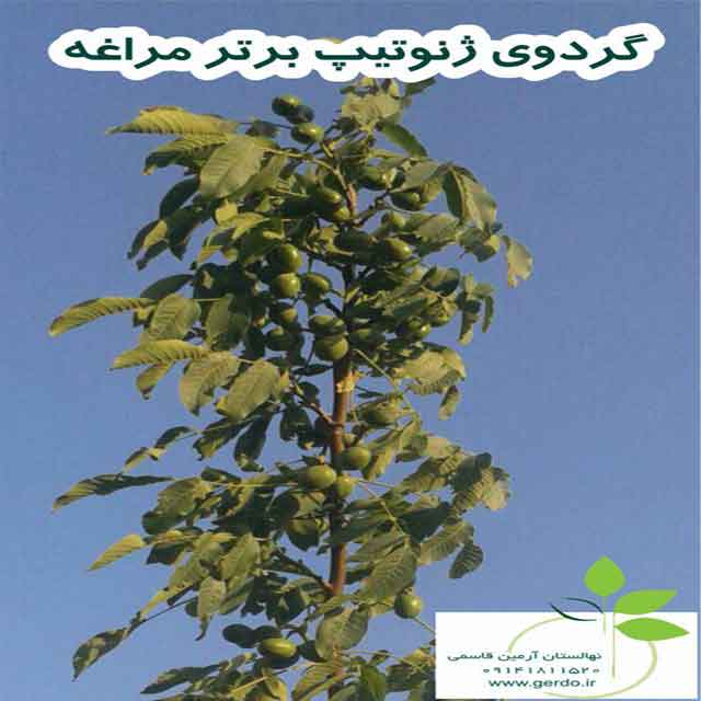 نهال گردو لارا پیوندی