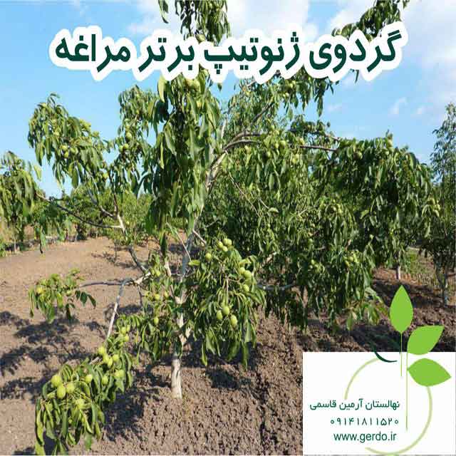 نهال گردو لارا پیوندی