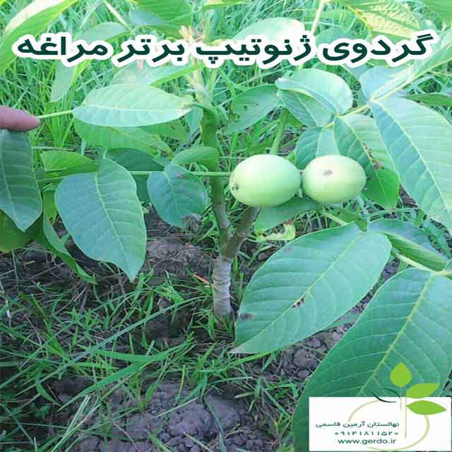 نهال گردو لارا پیوندی